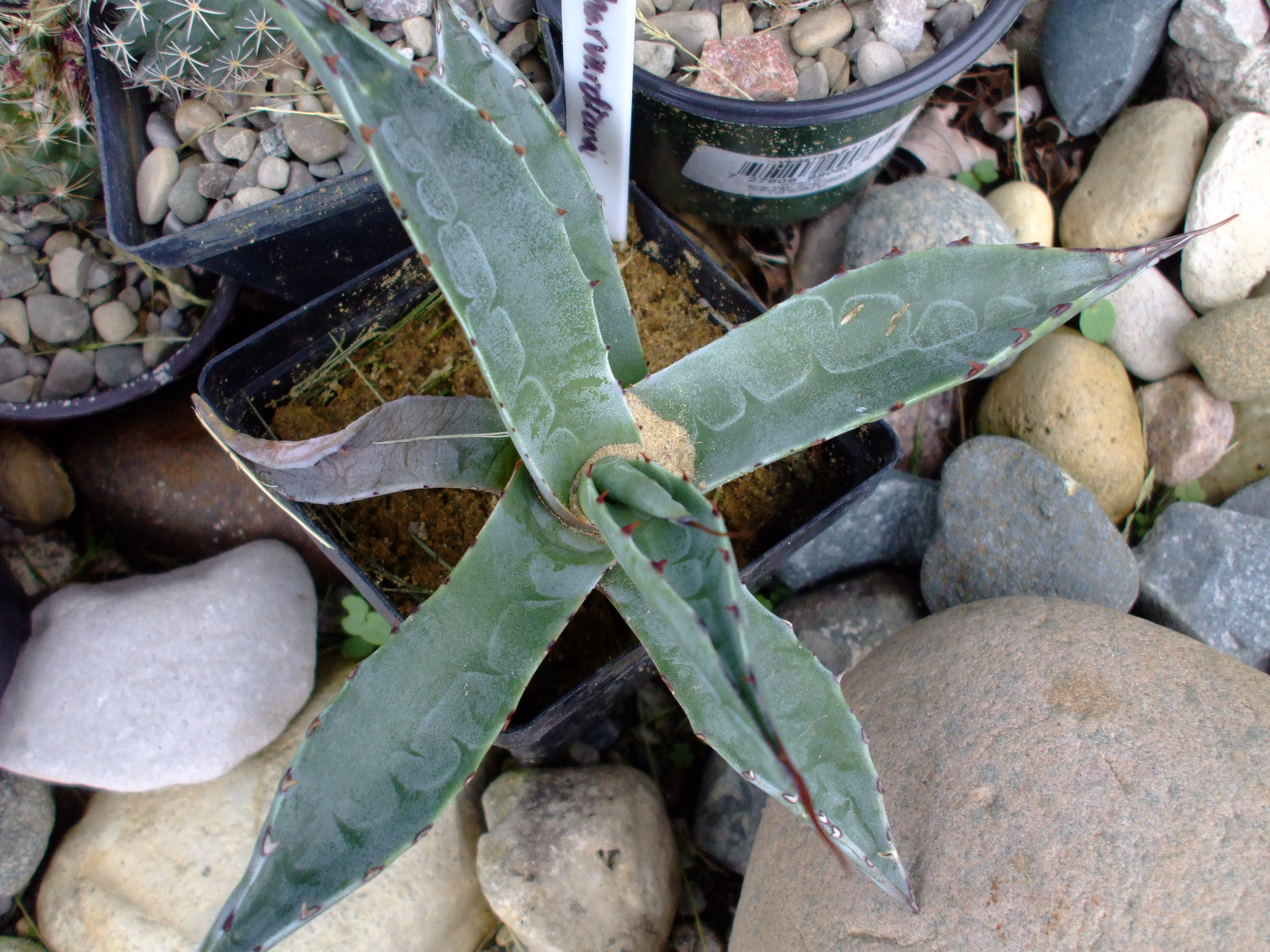 Agave harvardiana